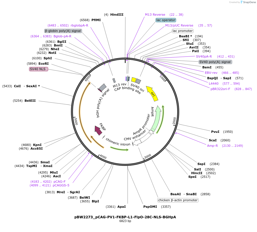 108756-plasmid-map-sequence-id-205037