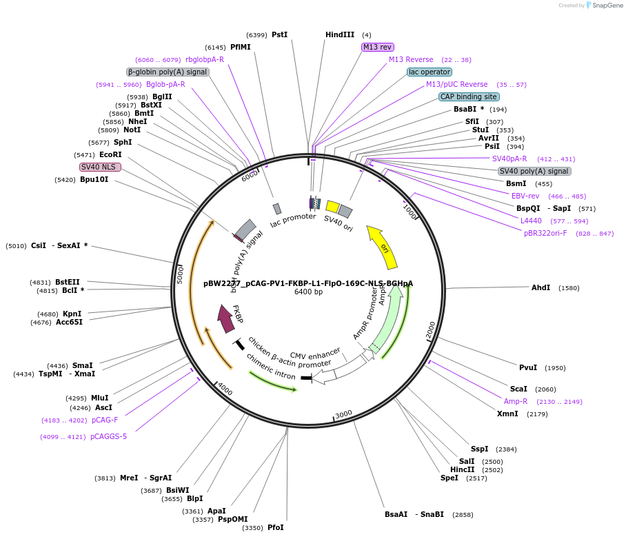 108758-plasmid-map-sequence-id-205039