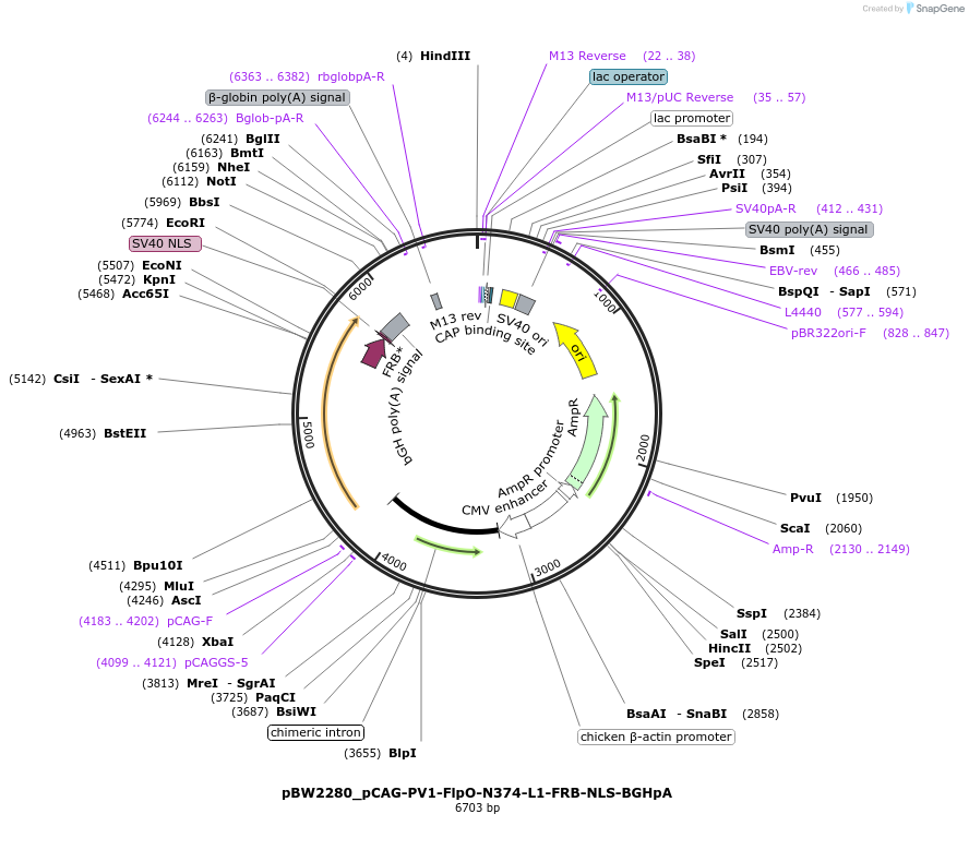 108759-plasmid-map-sequence-id-205040