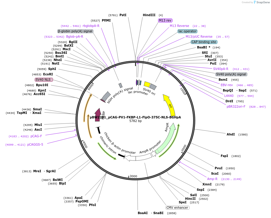108760-plasmid-map-sequence-id-205041