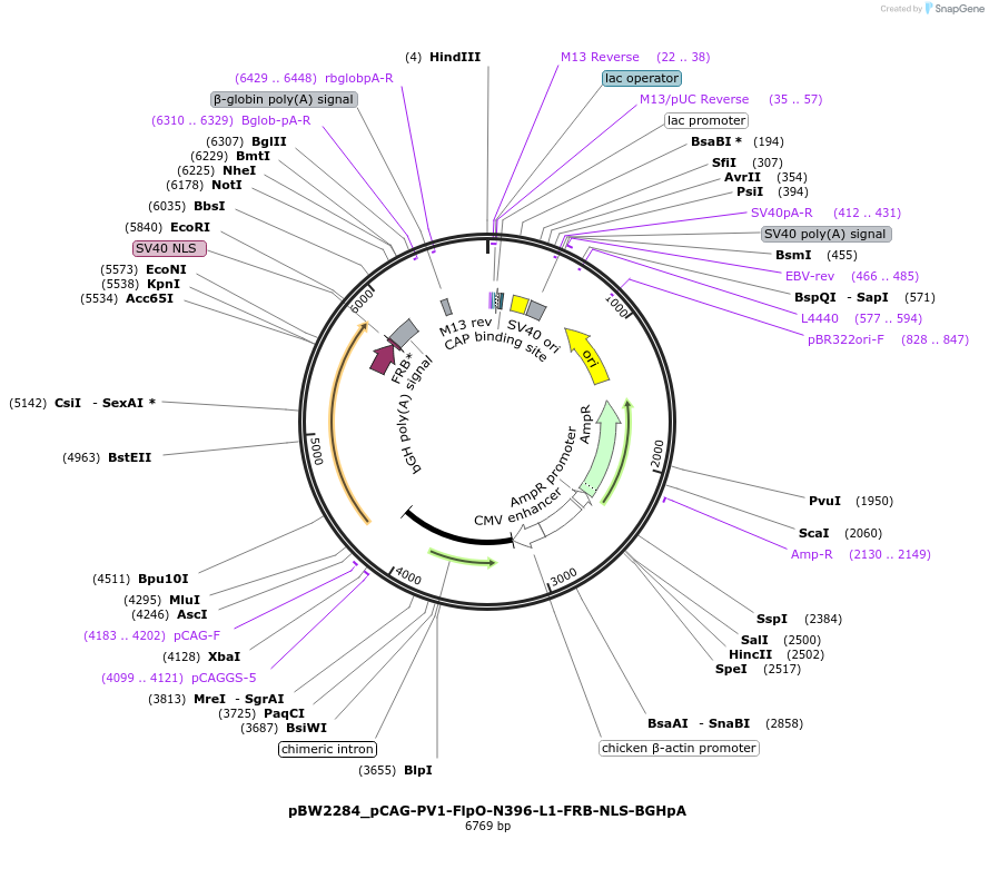 108761-plasmid-map-sequence-id-205042