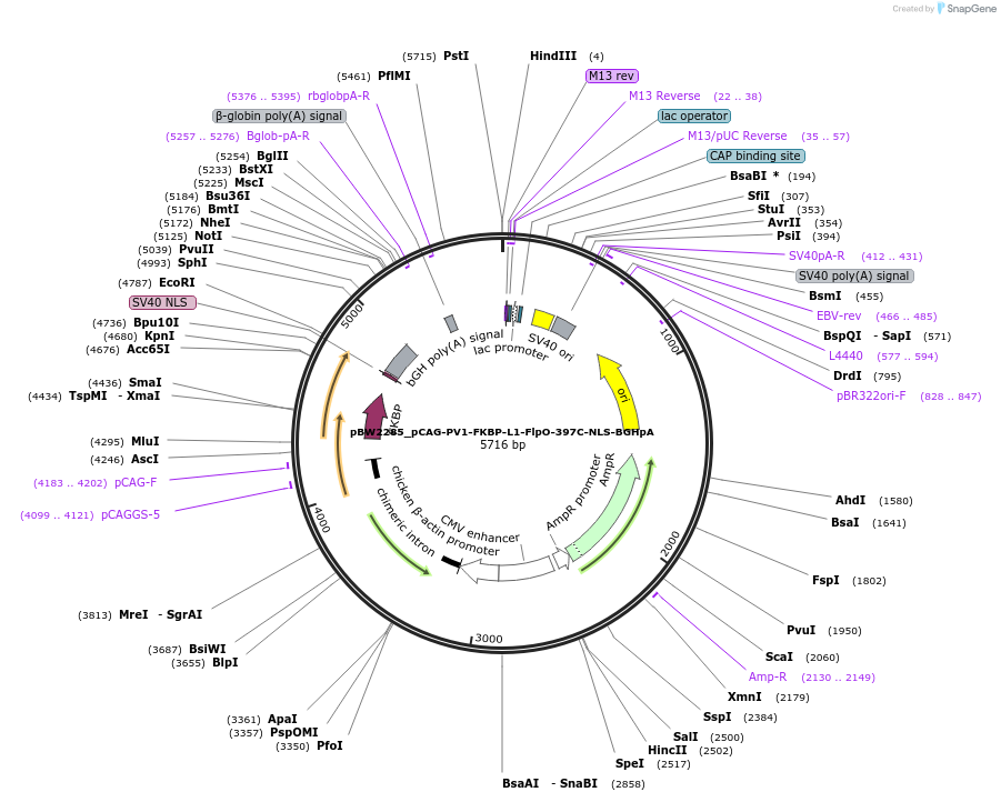 108762-plasmid-map-sequence-id-205043