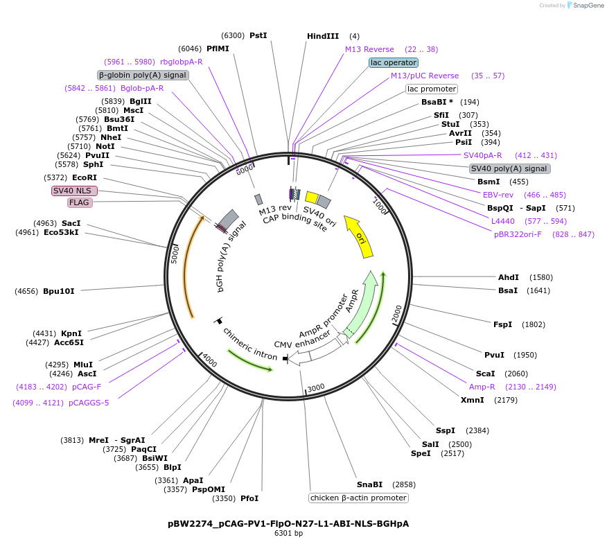 108763-plasmid-map-sequence-id-205044