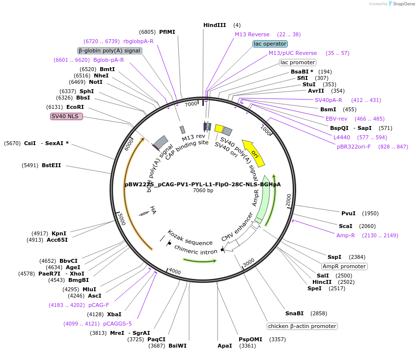 108764-plasmid-map-sequence-id-205045