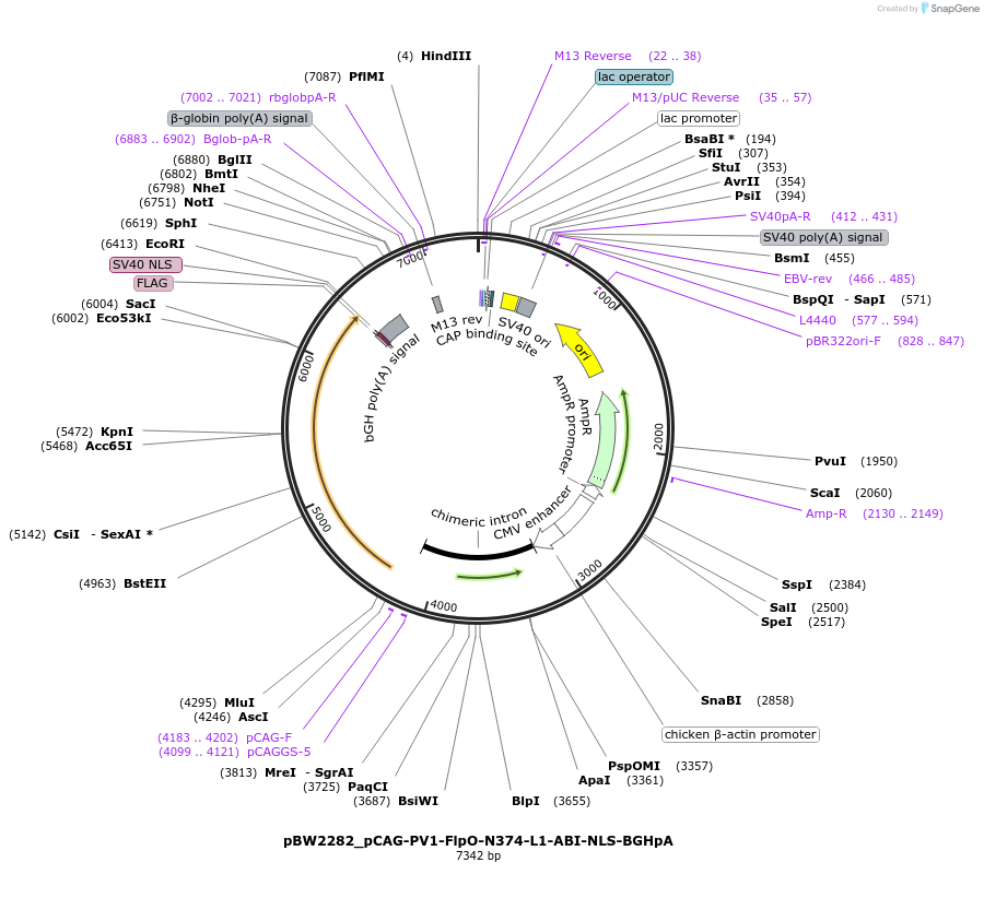 108767-plasmid-map-sequence-id-205048
