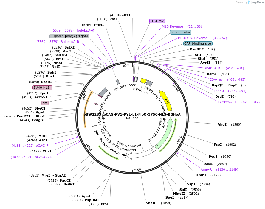 108768-plasmid-map-sequence-id-205049