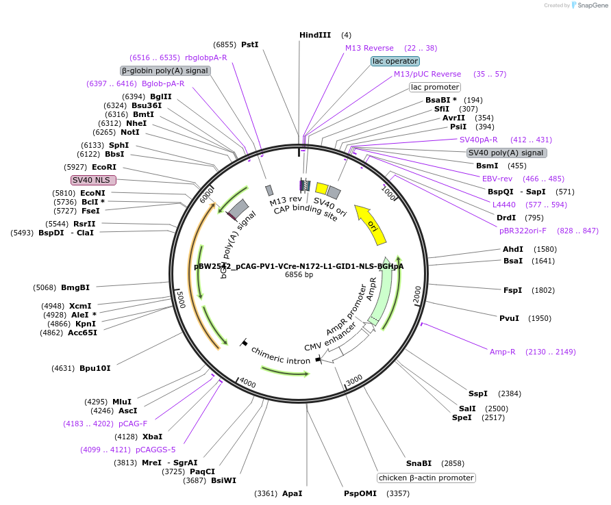108771-plasmid-map-sequence-id-205052