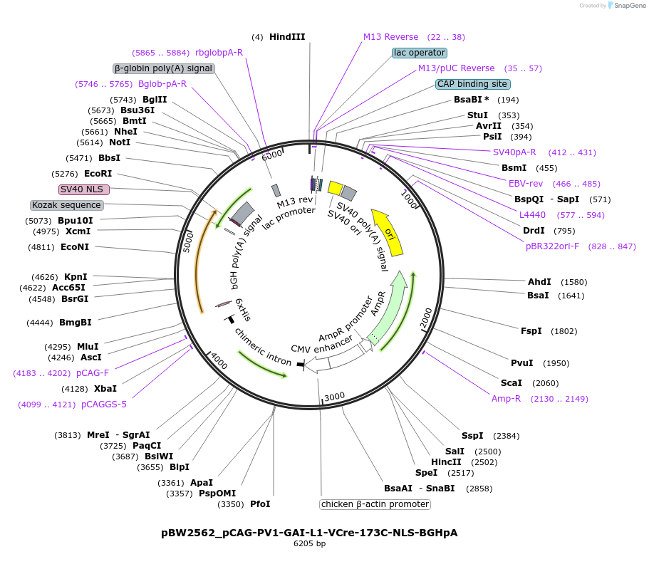 108772-plasmid-map-sequence-id-205053