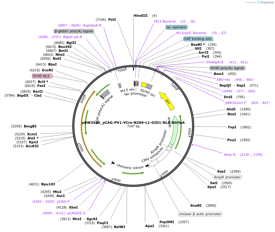 108773-plasmid-map-sequence-id-205054