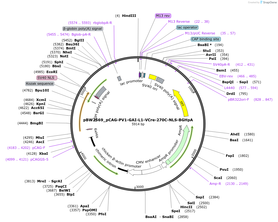 108774-plasmid-map-sequence-id-205055