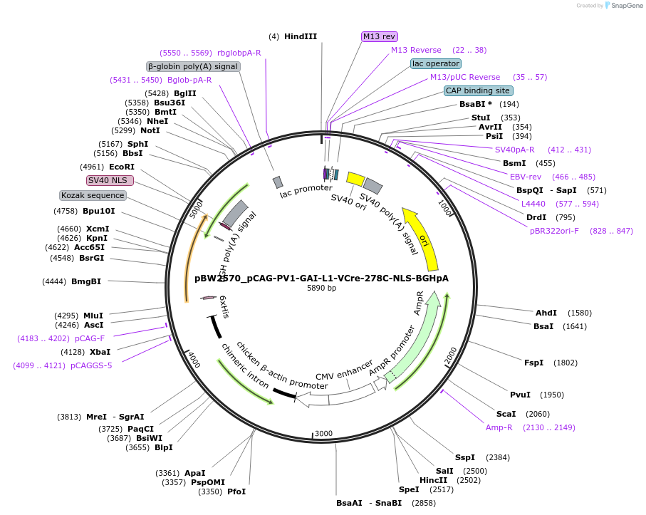 108776-plasmid-map-sequence-id-205057