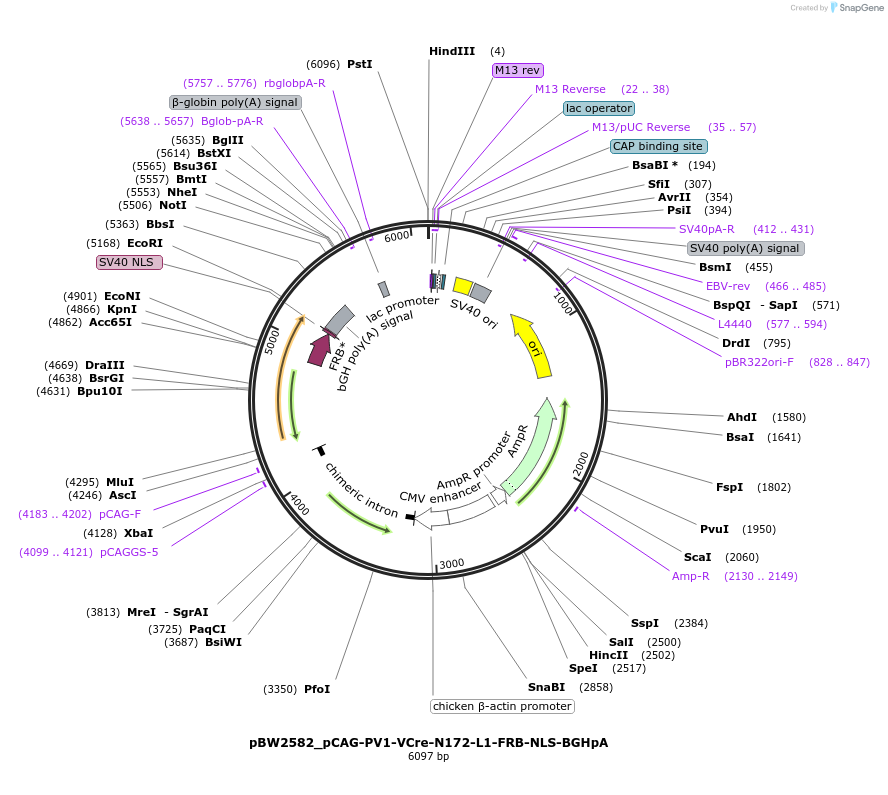108777-plasmid-map-sequence-id-205058
