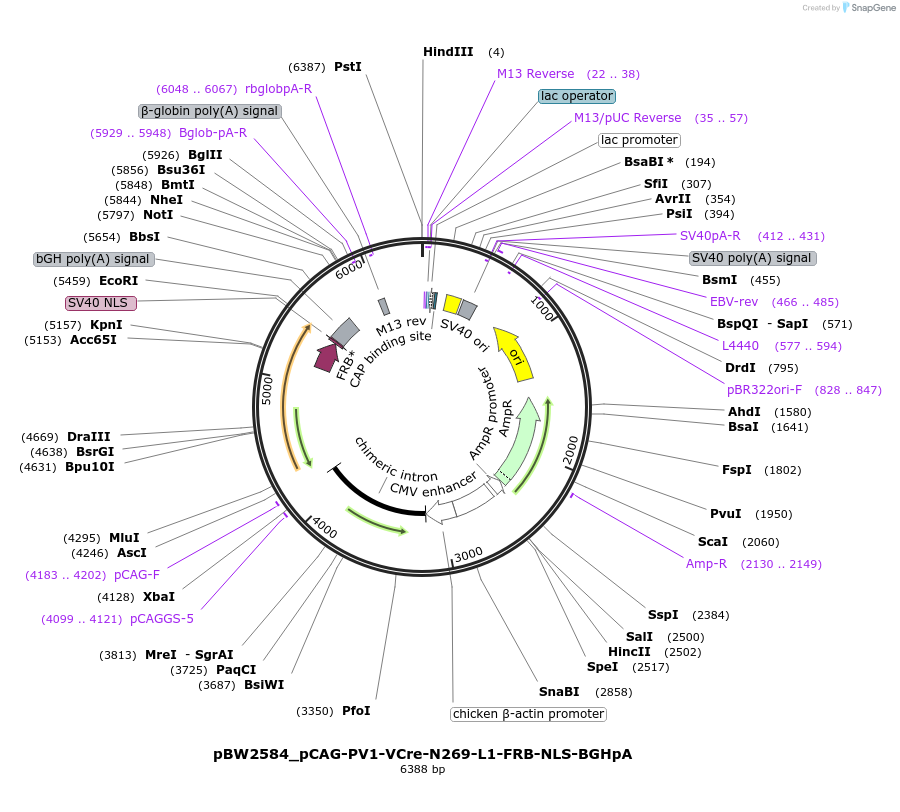 108779-plasmid-map-sequence-id-205060