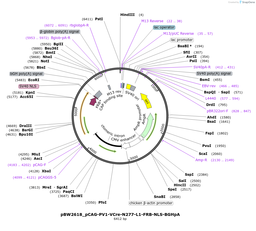 108781-plasmid-map-sequence-id-205062