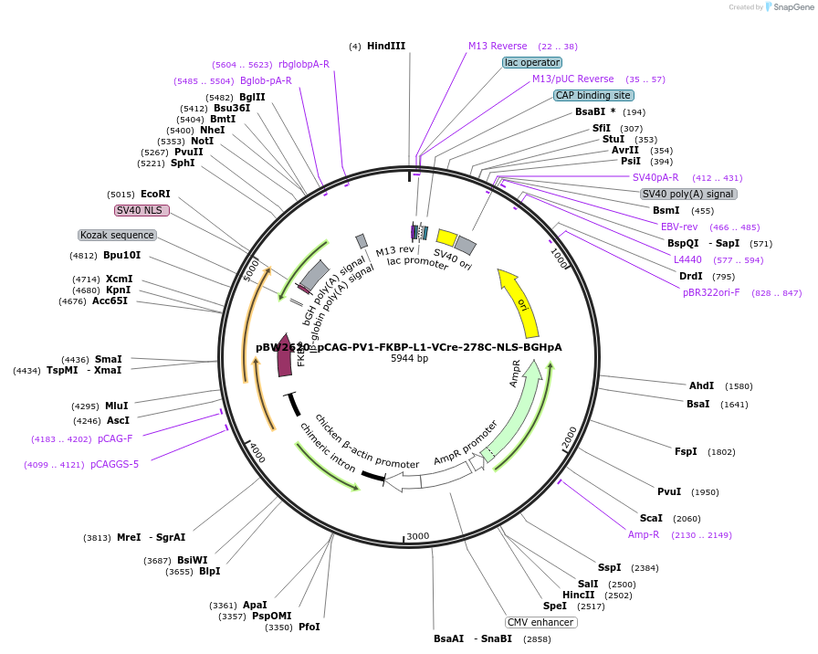 108782-plasmid-map-sequence-id-205063