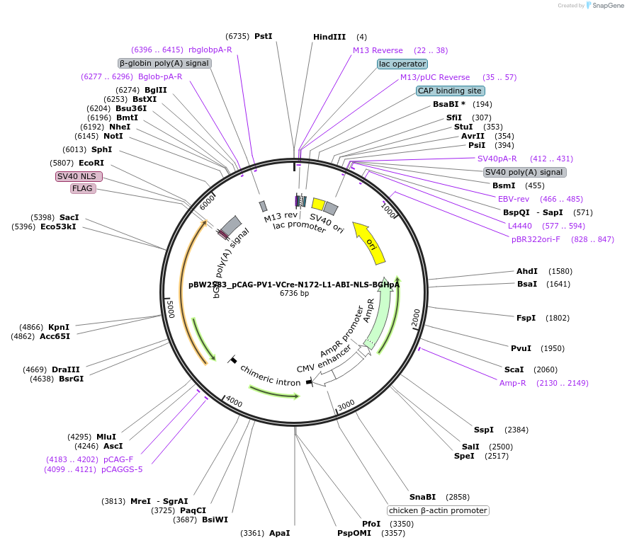 108783-plasmid-map-sequence-id-205064