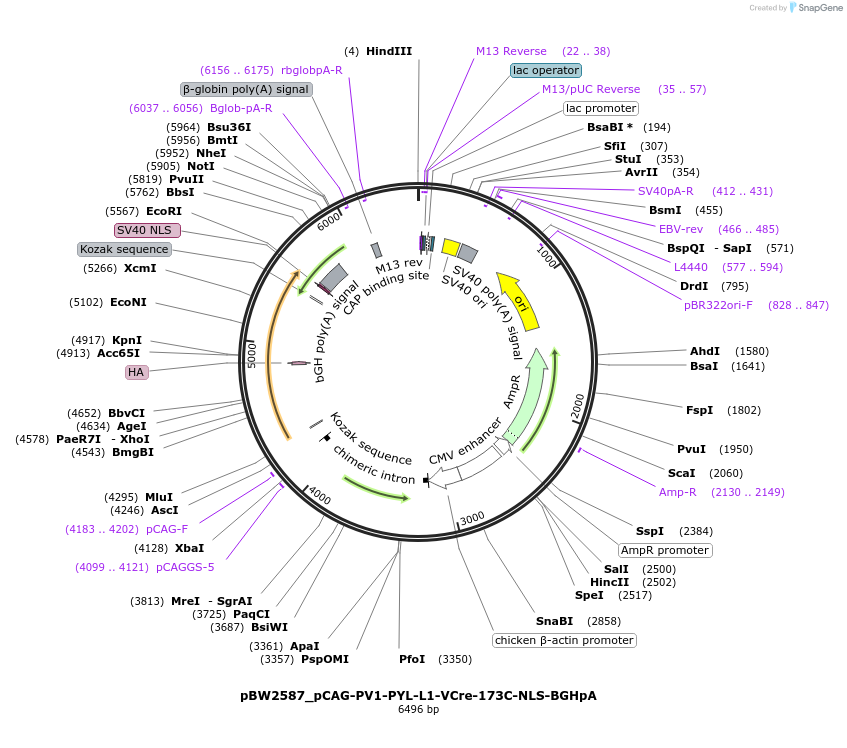 108784-plasmid-map-sequence-id-205065