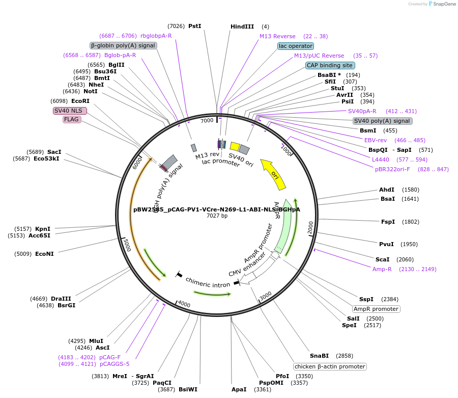 108785-plasmid-map-sequence-id-205066