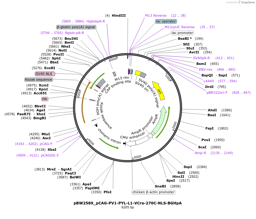 108786-plasmid-map-sequence-id-205067