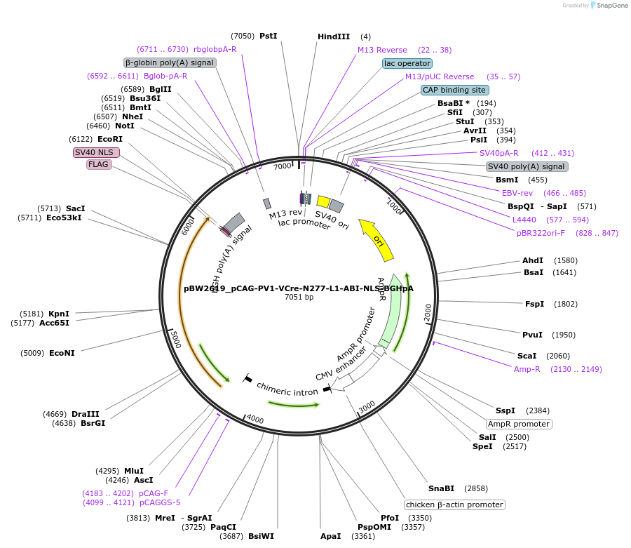 108787-plasmid-map-sequence-id-205068
