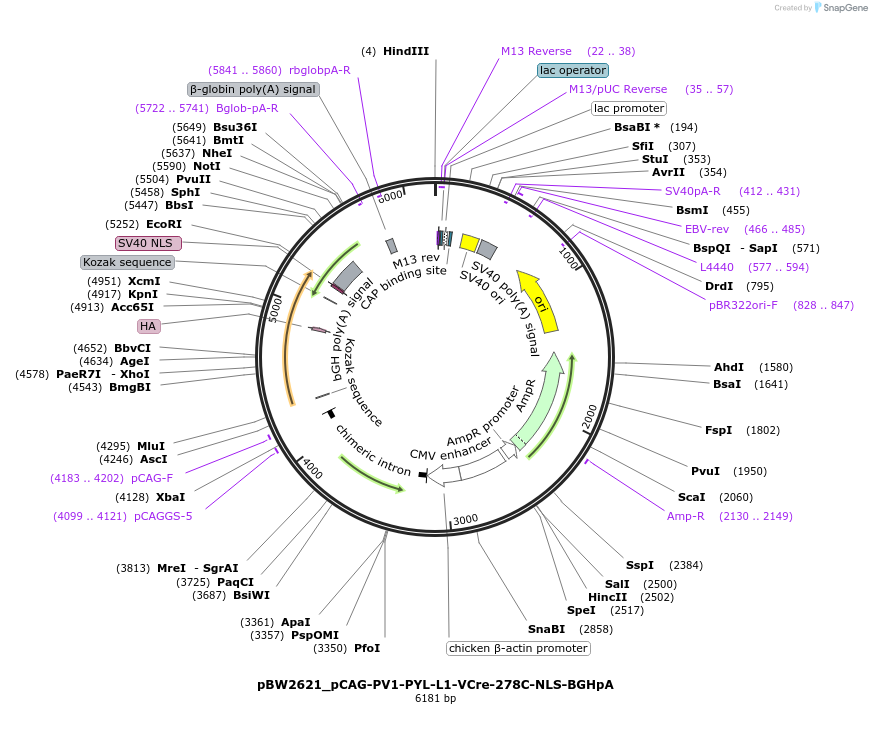 108788-plasmid-map-sequence-id-205069