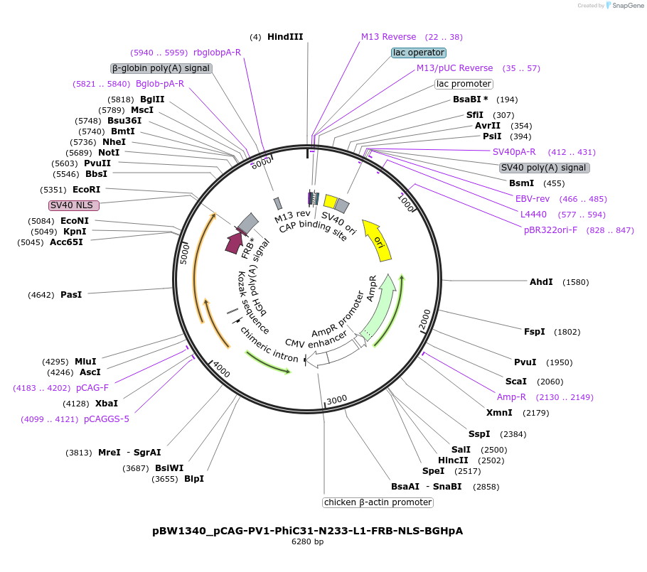 108789-plasmid-map-sequence-id-205070