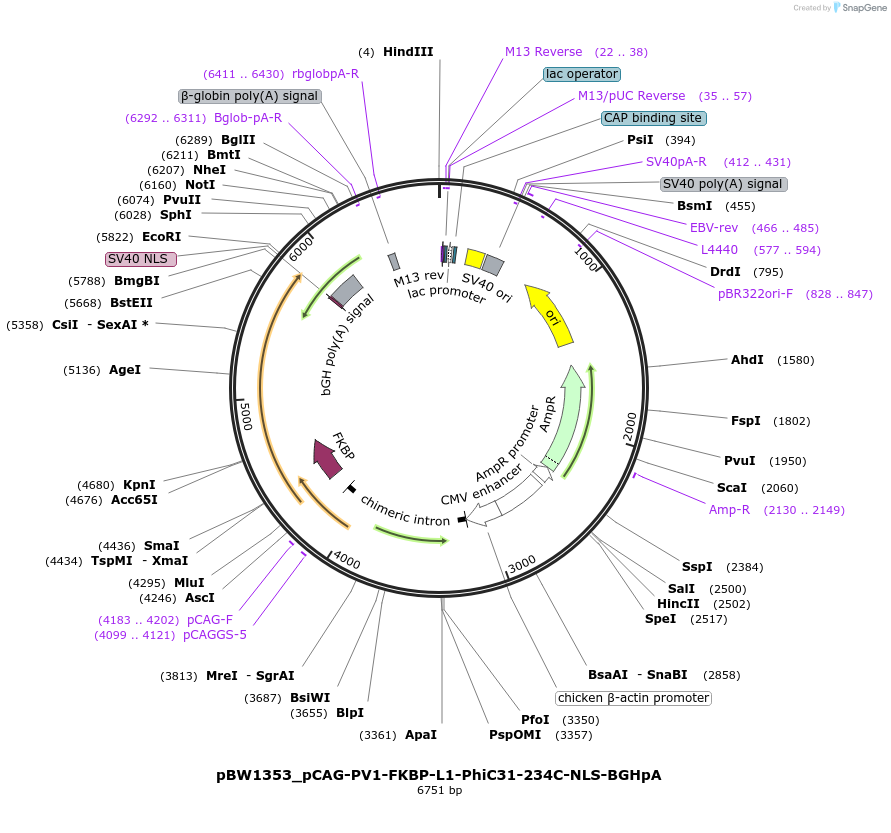 108790-plasmid-map-sequence-id-205071