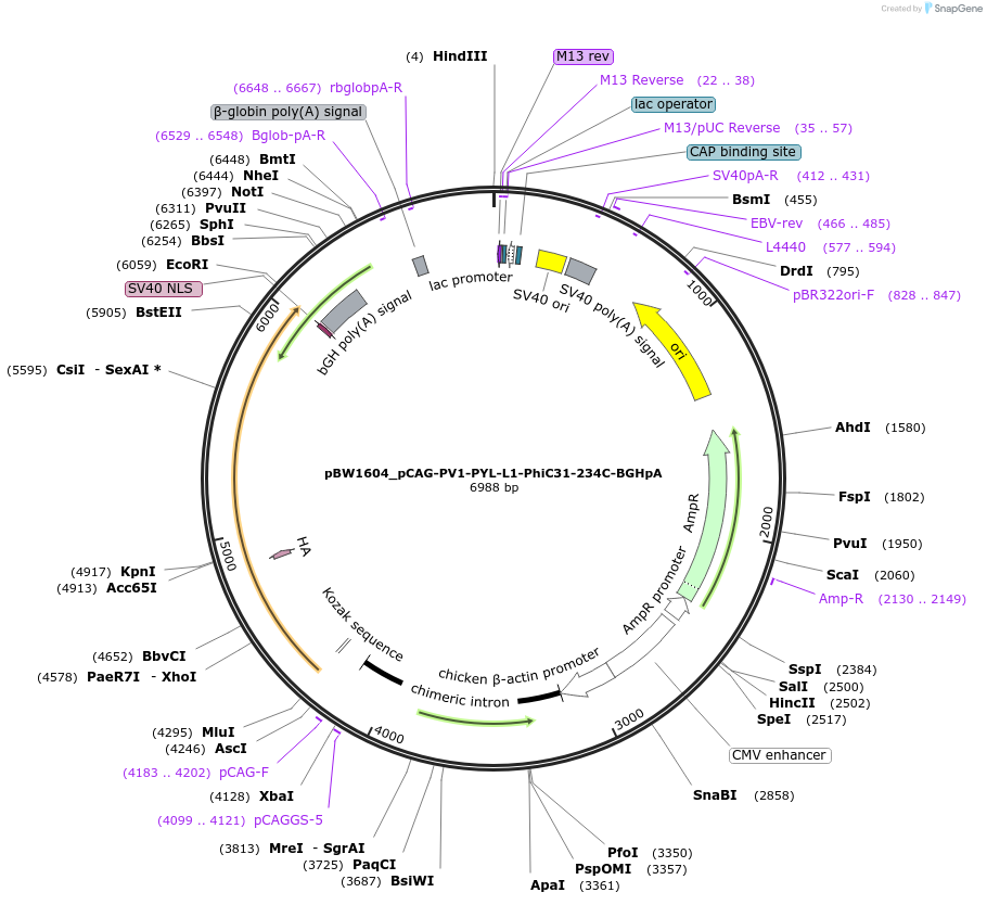 108798-plasmid-map-sequence-id-205079