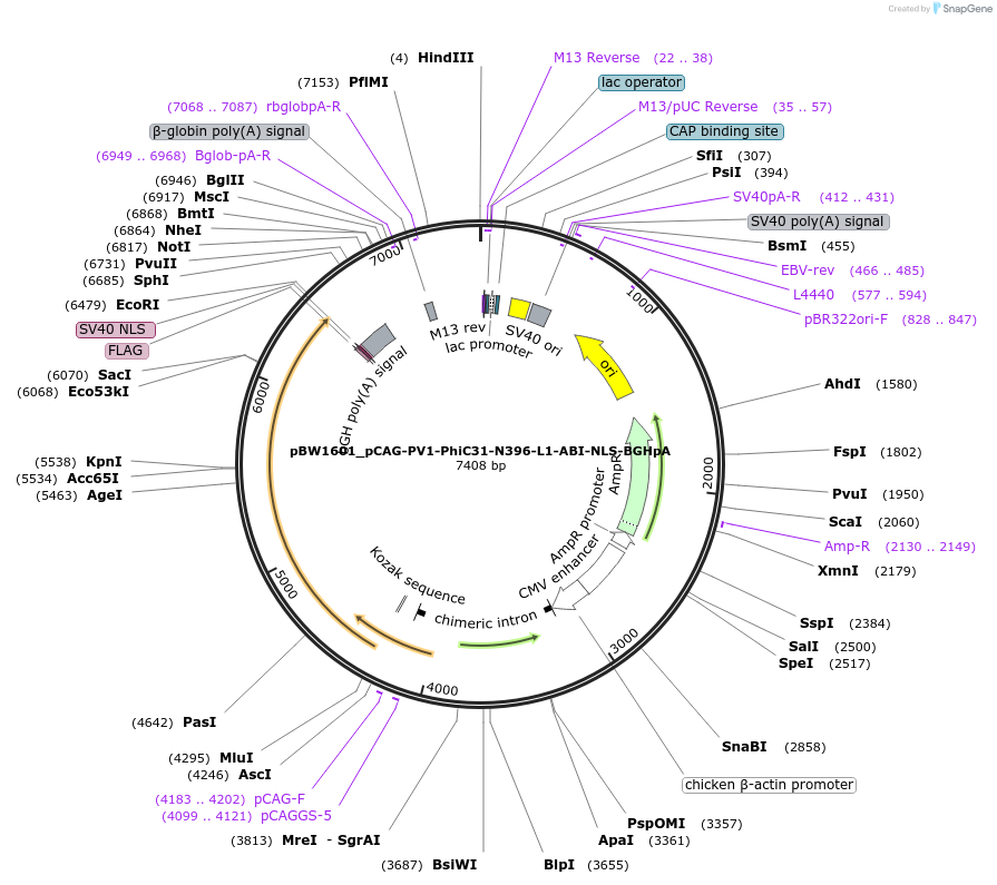108799-plasmid-map-sequence-id-205080