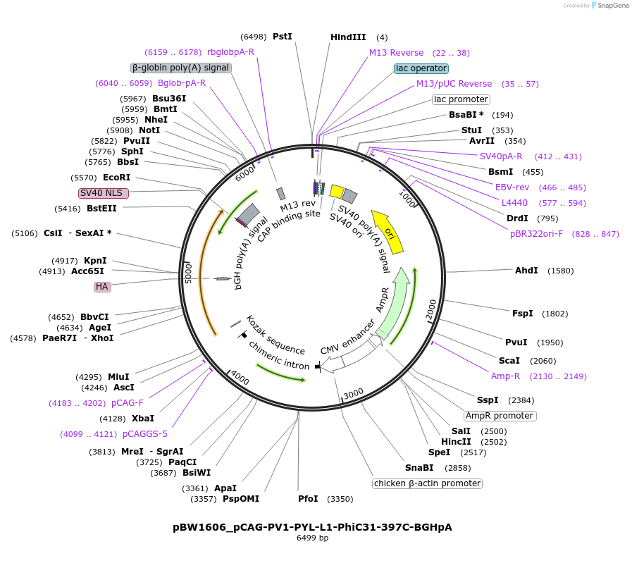 108800-plasmid-map-sequence-id-205081