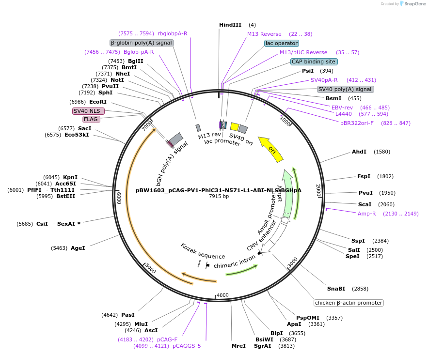 108803-plasmid-map-sequence-id-205084