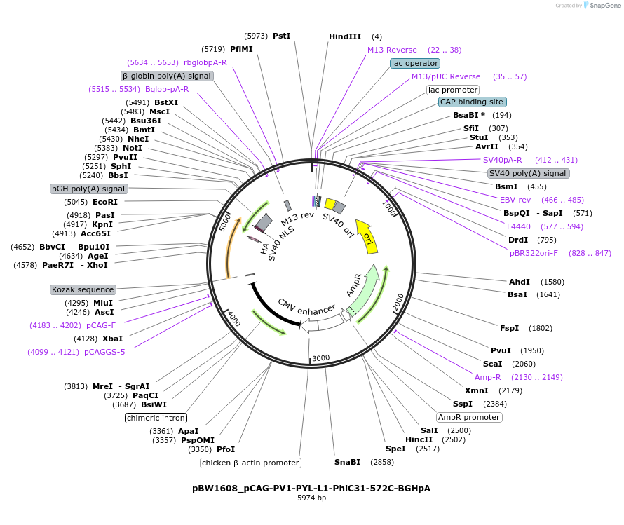 108804-plasmid-map-sequence-id-205085