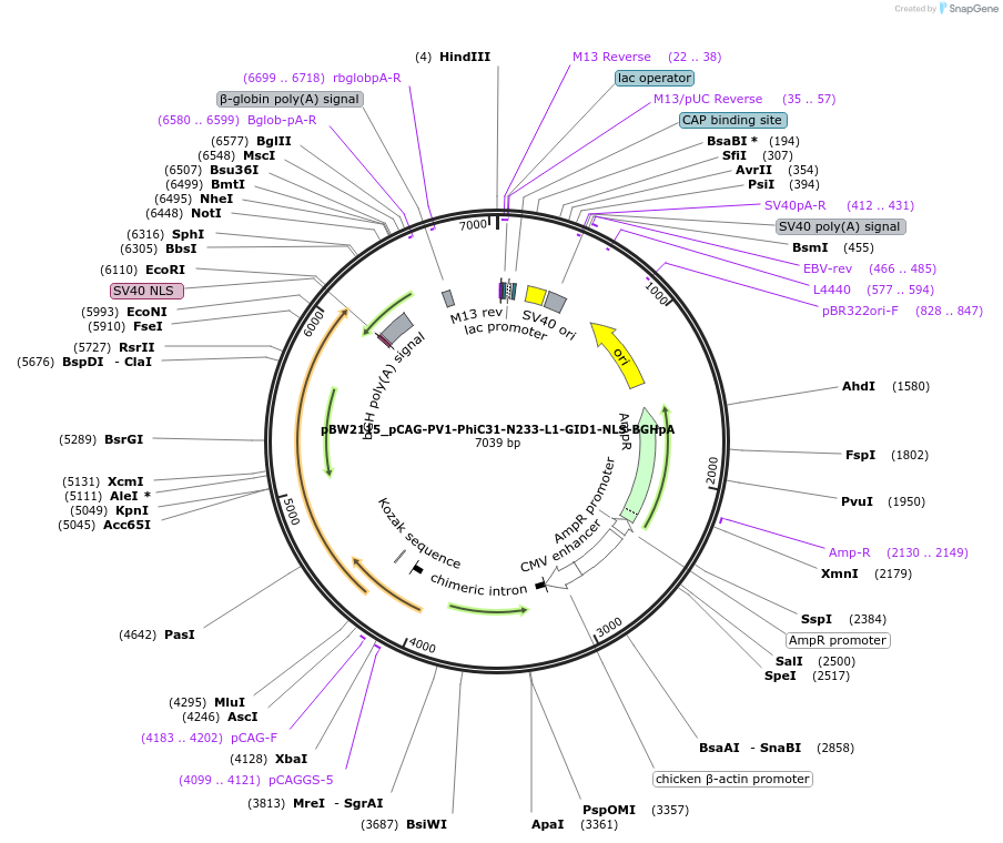 108805-plasmid-map-sequence-id-205086