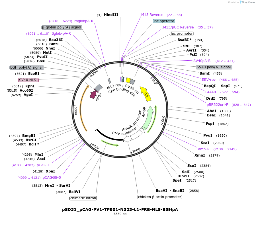 108811-plasmid-map-sequence-id-205092