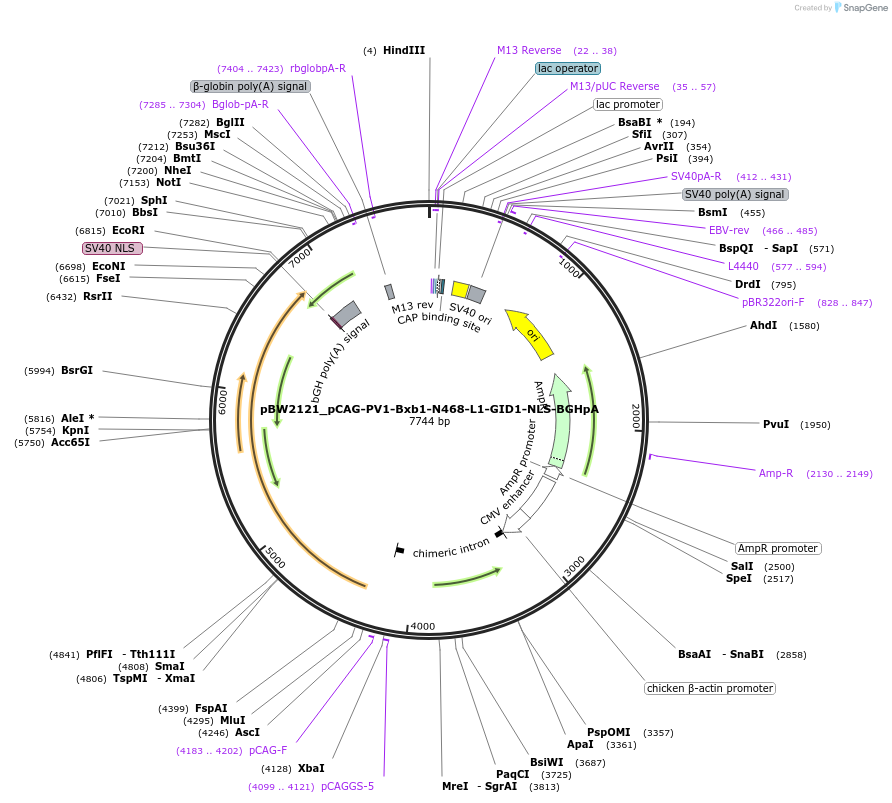 108815-plasmid-map-sequence-id-205096
