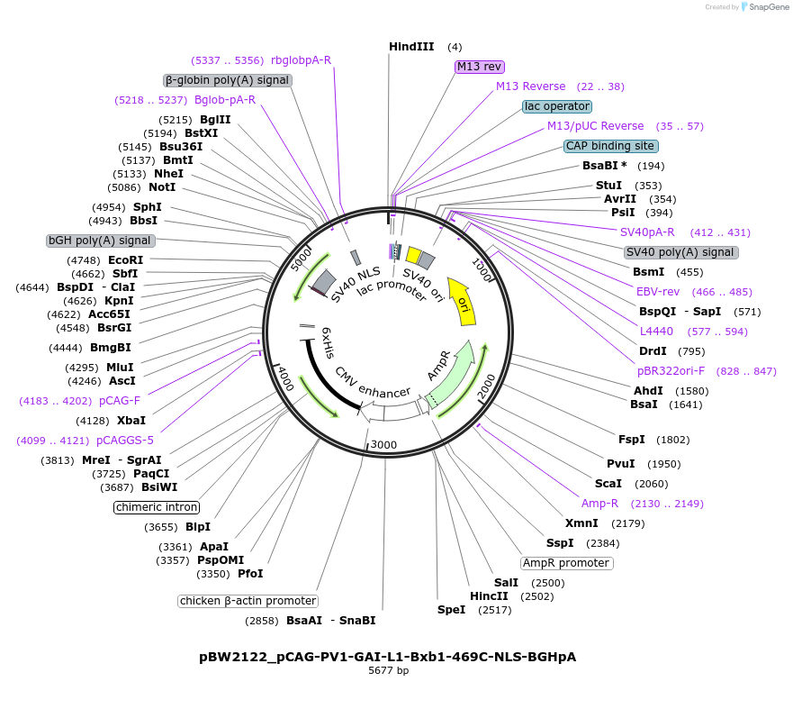 108816-plasmid-map-sequence-id-205097