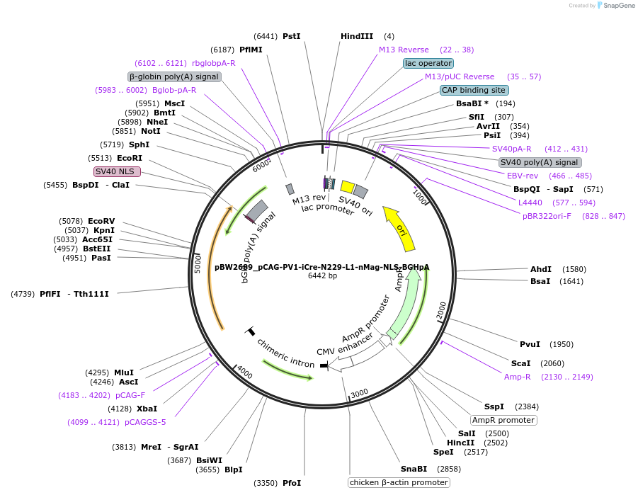 108817-plasmid-map-sequence-id-205098