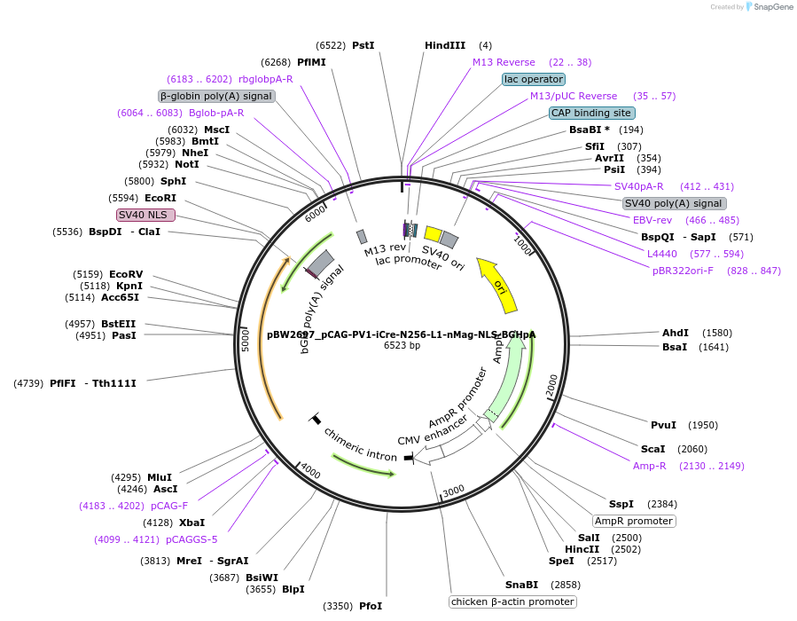 108821-plasmid-map-sequence-id-205102
