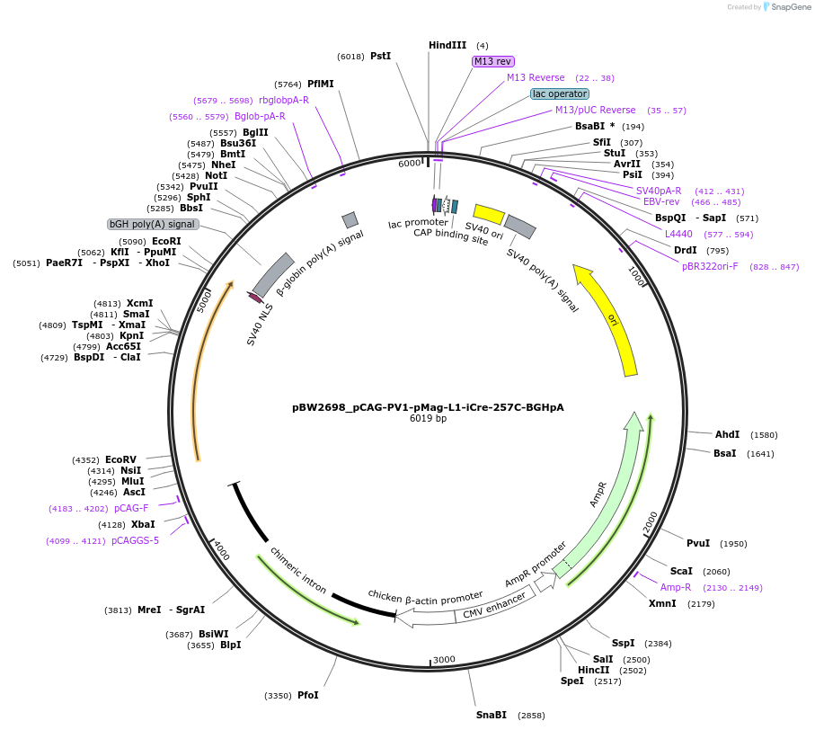 108822-plasmid-map-sequence-id-205103