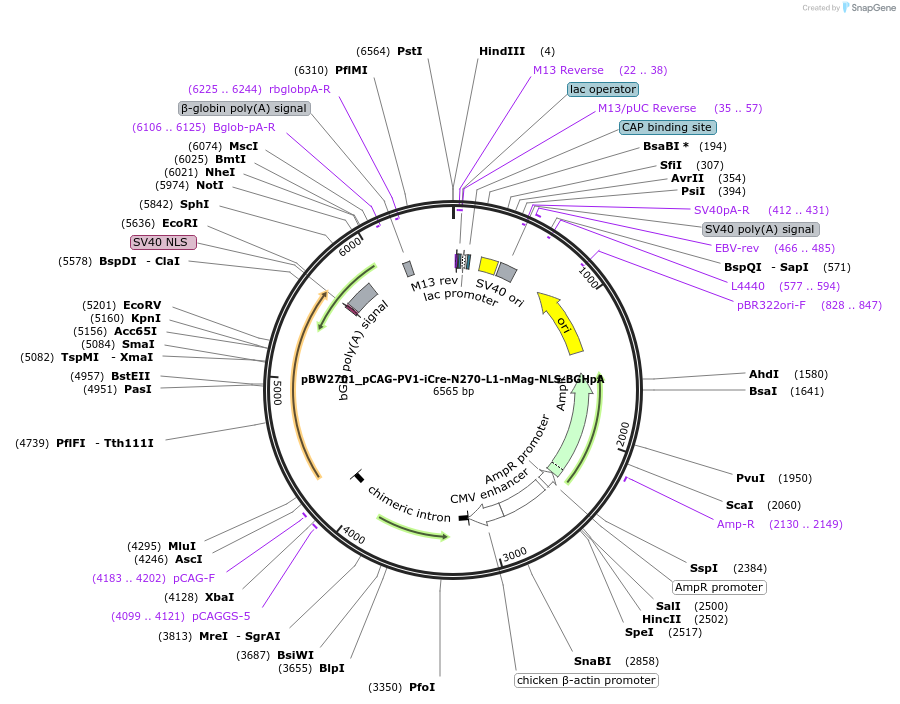108823-plasmid-map-sequence-id-205104