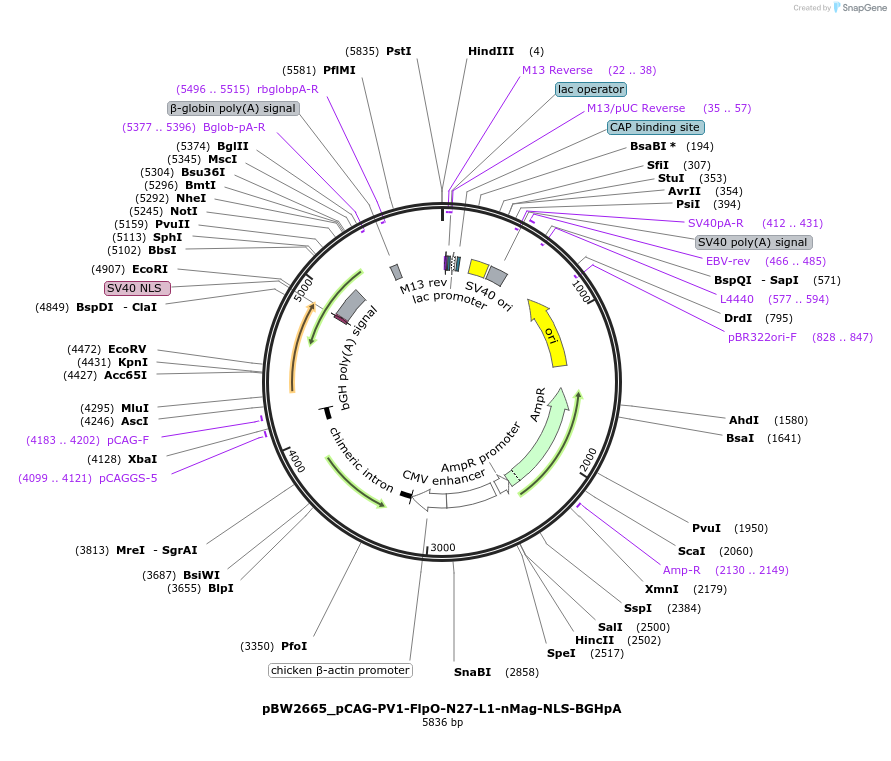 108825-plasmid-map-sequence-id-205106