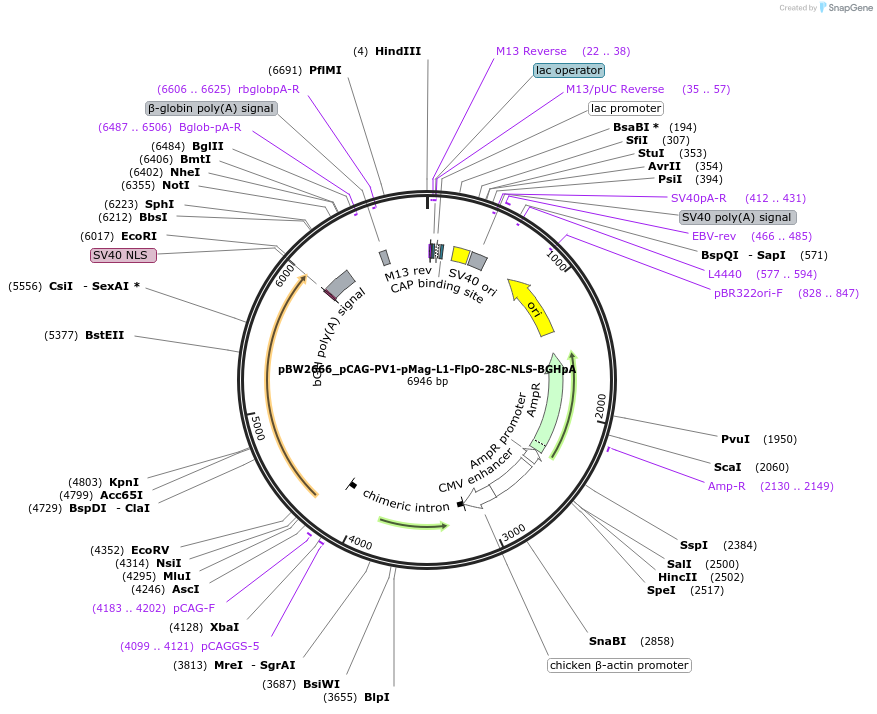 108826-plasmid-map-sequence-id-205107