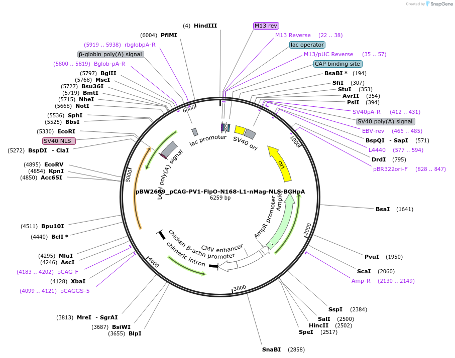 108827-plasmid-map-sequence-id-205108