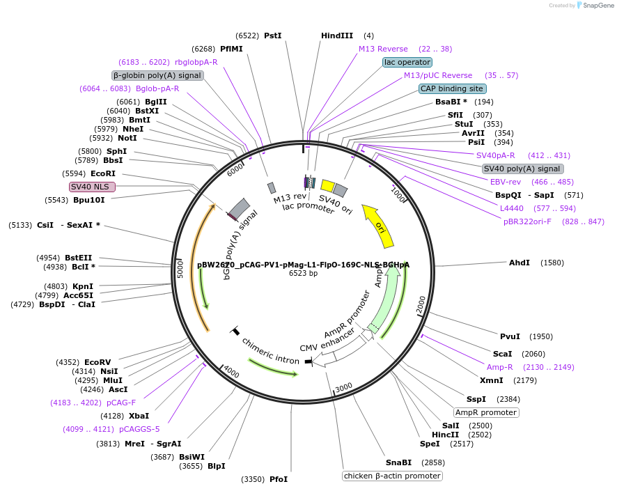 108828-plasmid-map-sequence-id-205109