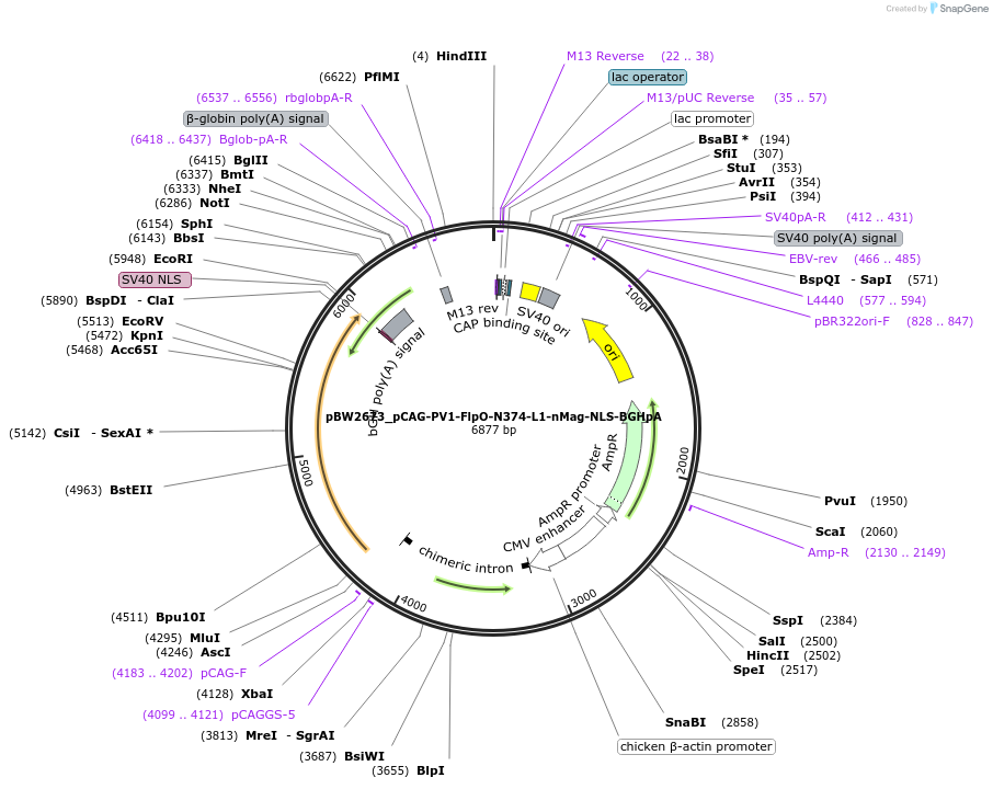 108829-plasmid-map-sequence-id-205110