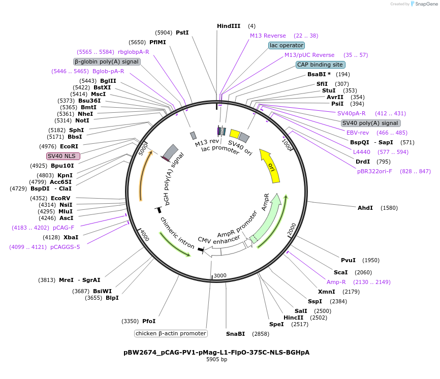 108830-plasmid-map-sequence-id-205111