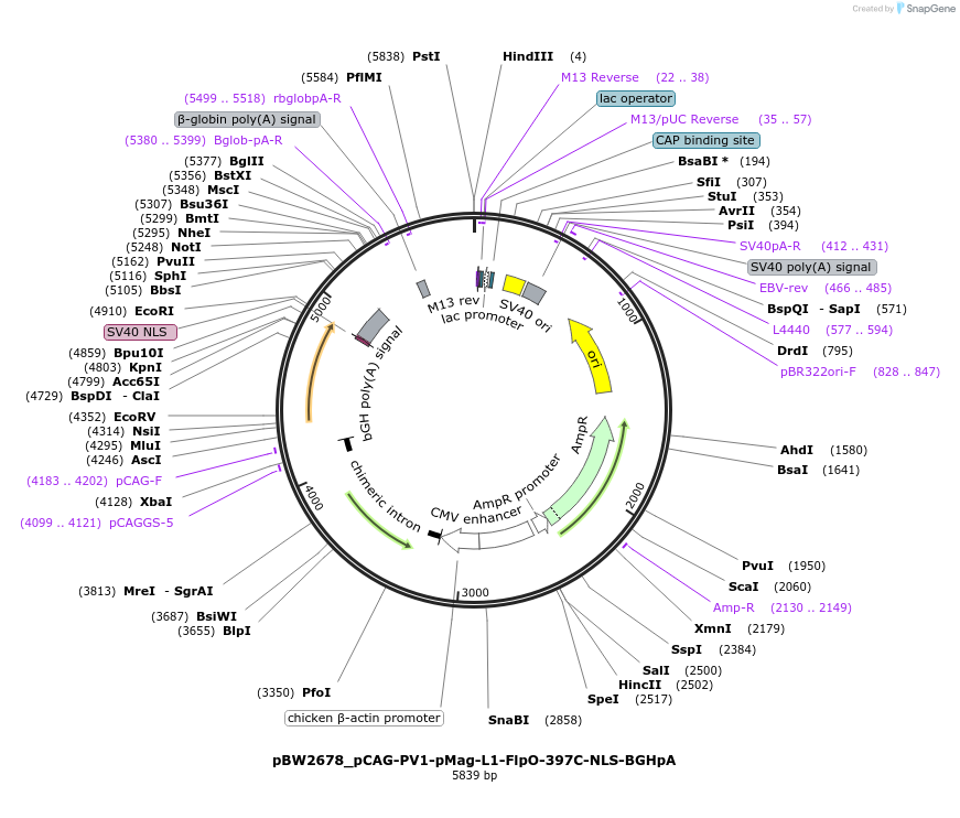 108832-plasmid-map-sequence-id-205113