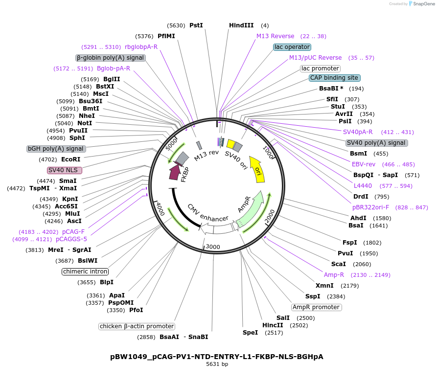 108834-plasmid-map-sequence-id-205115