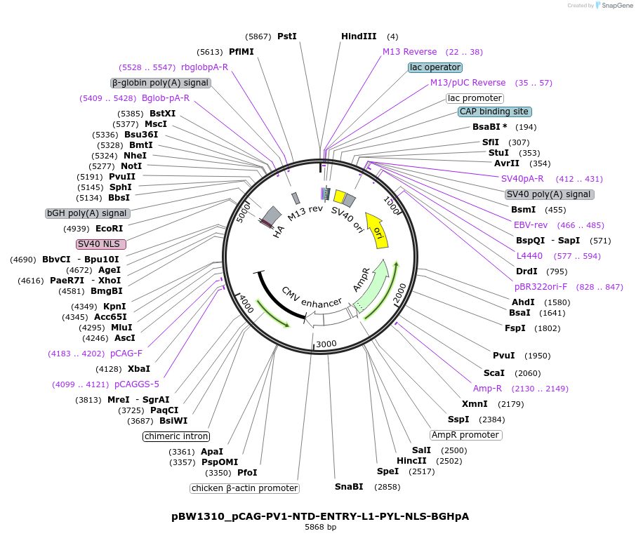 108838-plasmid-map-sequence-id-205119