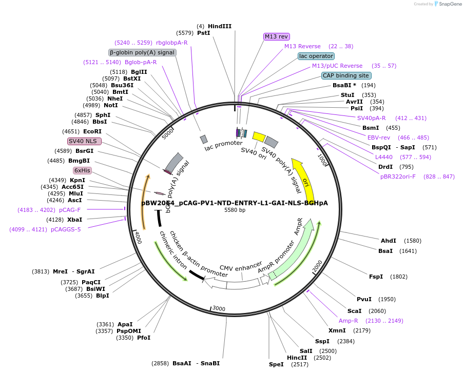 108842-plasmid-map-sequence-id-205123